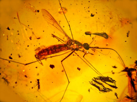 Insect preserved in amber — the real science behind Jurassic Park's DNA extraction plot
